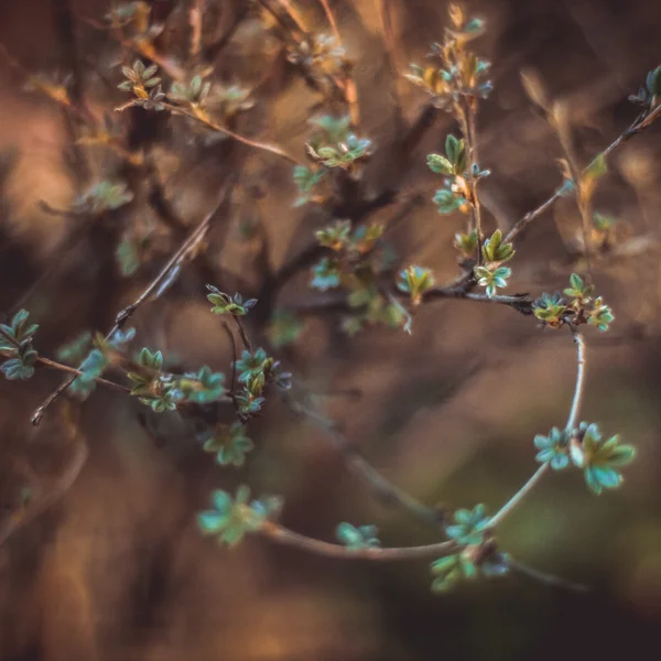 Gałązka z młodych liści — Zdjęcie stockowe