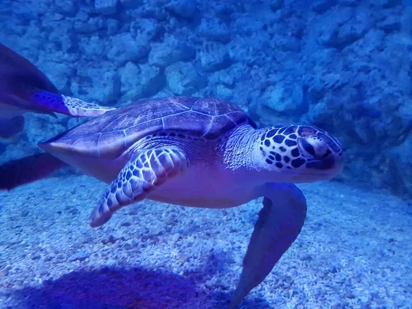 水族馆里的乌龟 — 图库照片