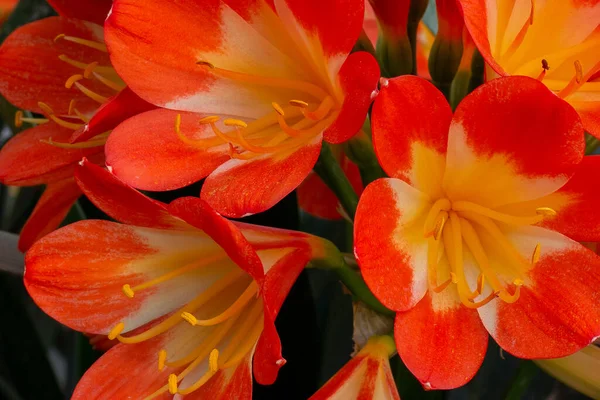 Close Clivia Flor Florescendo Primavera — Fotografia de Stock