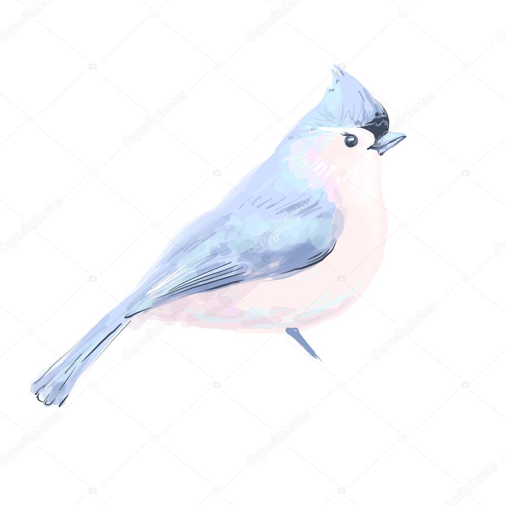 Bird vector watercolor isolated on white background.