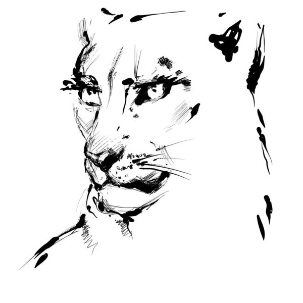 Lioness black and white drawing, vector hand drawn sketch