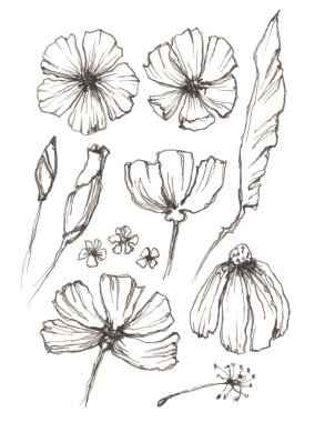 Doğrusal çizim bitkileri ve çiçekler kümesi, vektör illüstrasyonu