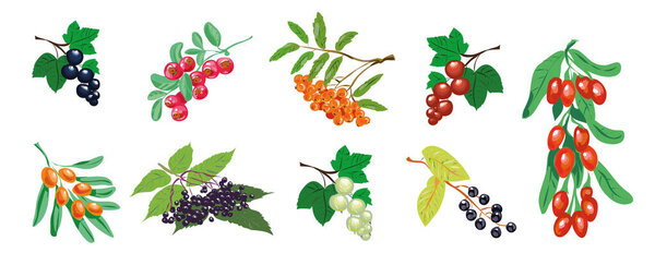 Berry set vector, medical berries collection isolated on white