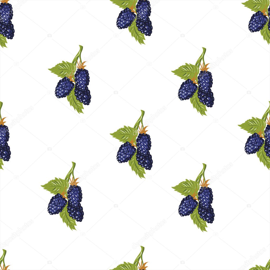 Blackberry with leaves vector pattern isolated on white