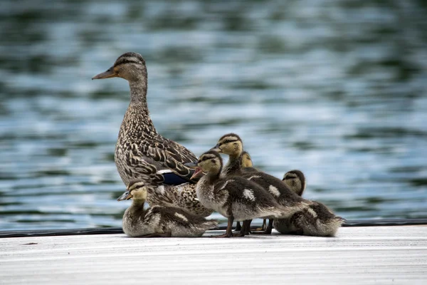 Familia del pato —  Fotos de Stock