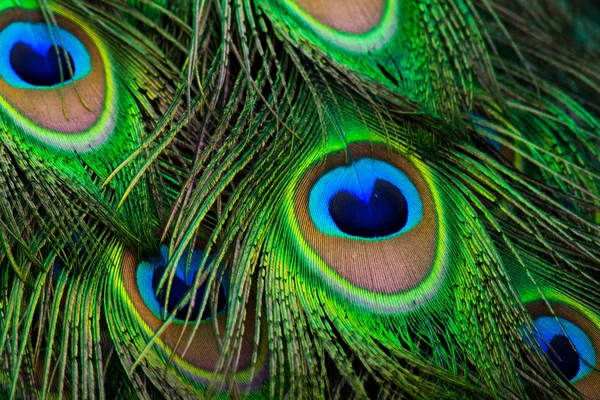 Peacock feather patroon — Stockfoto