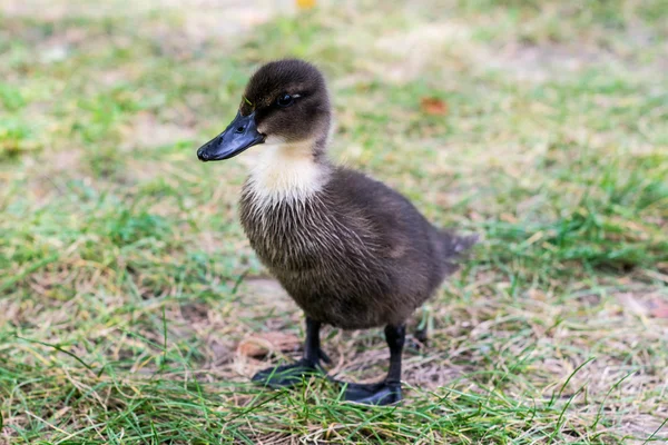 Schattig eend — Stockfoto