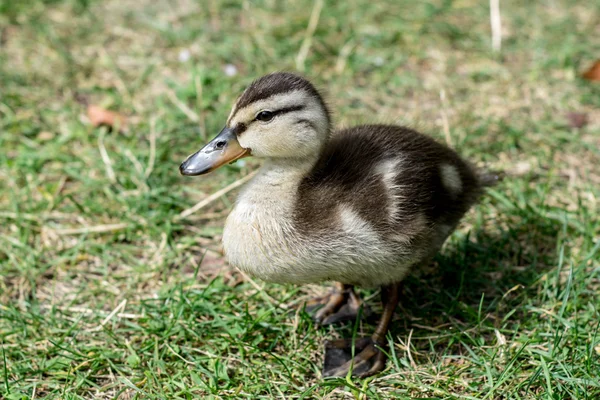 Mignon canard jaune et brun — Photo