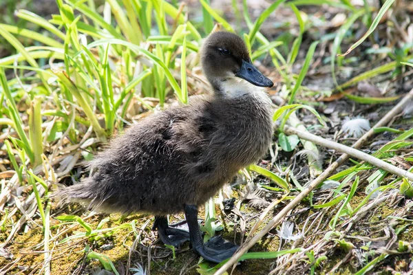 Niedliche Fuzzy-Ente — Stockfoto