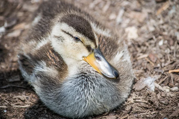 Hübsche Ente — Stockfoto