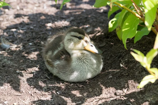 Schattige baby eendje — Stockfoto