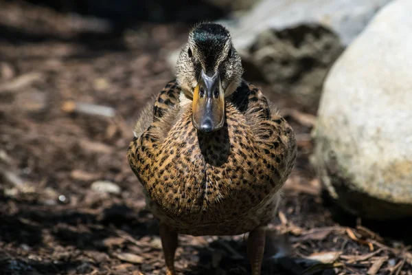 Bébé canard brun et noir — Photo