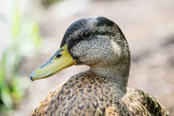 Mallard duck hoofd — Stockfoto