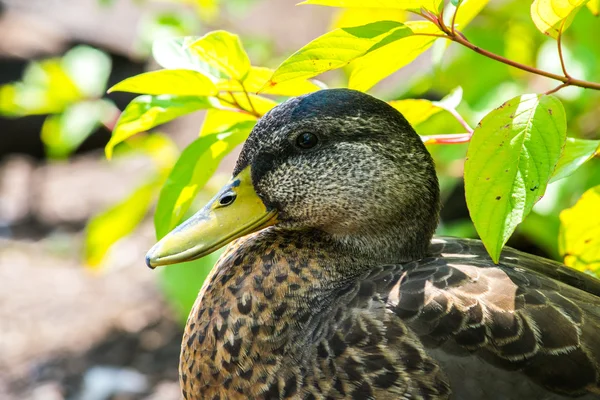 Profil du colvert femelle — Photo