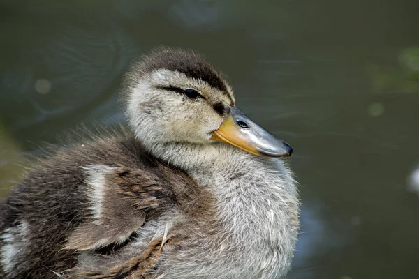 Niedliches Entlein — Stockfoto