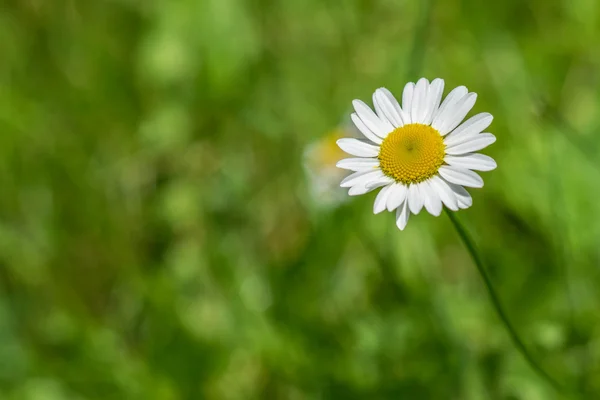 Shasta Daisy beyaz çiçek