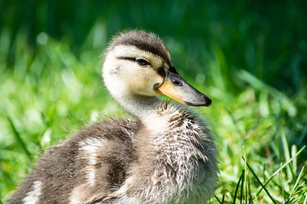 Niedliches Entlein — Stockfoto