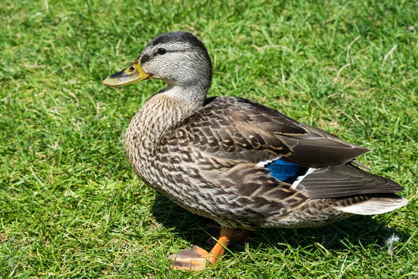 Vrouwelijke malalrd vleugel markeringen — Stockfoto