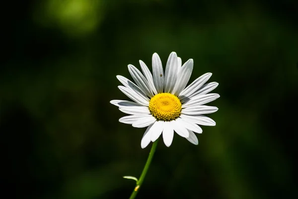 Shasta Daisy beyaz çiçek