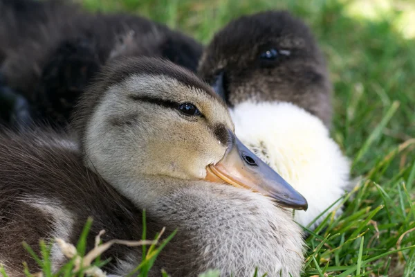 Baby-Enten — Stockfoto