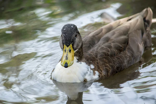 Duck in the water — Stock Photo, Image