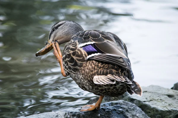 Kachna svědění, plavce svědění — Stock fotografie