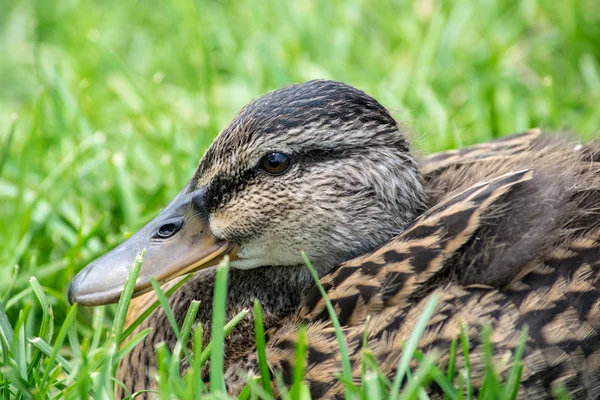 Roztomilé dítě kachna — Stock fotografie