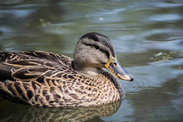 Hübsche Ente im Wasser — Stockfoto