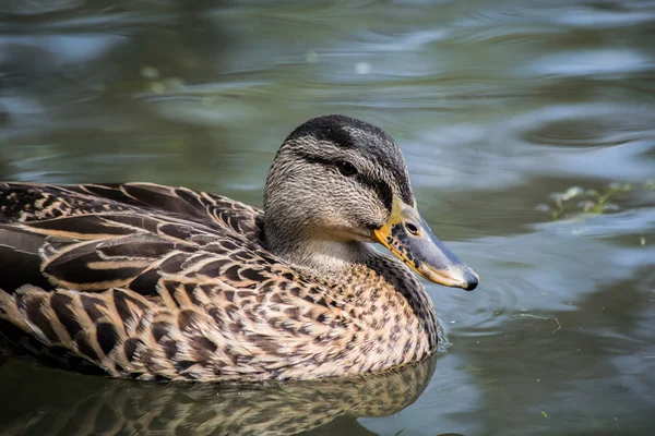 Szép kacsa a vízben — Stock Fotó