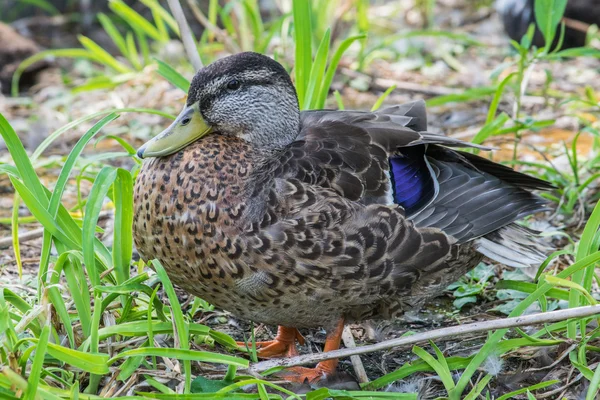 Gyönyörű női kacsa — Stock Fotó