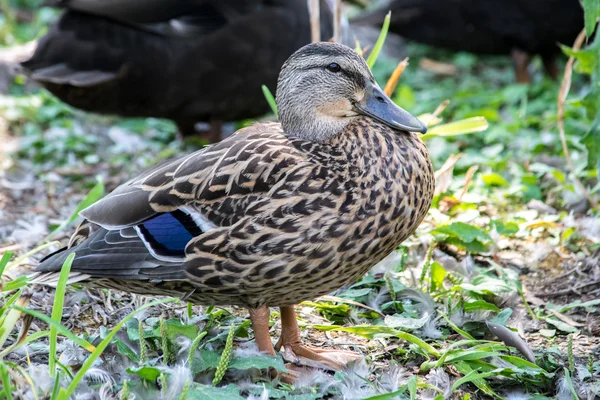 Πάπια Γυναίκα mallard — Φωτογραφία Αρχείου