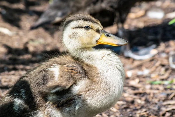 Vrij fuzzy eendje — Stockfoto