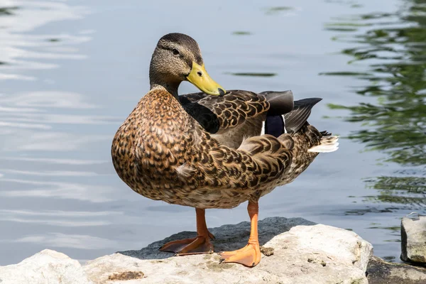 Canard colvert près de l'eau — Photo