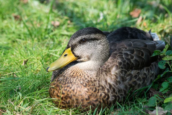 Όμορφη mallard πάπια προφίλ — Φωτογραφία Αρχείου