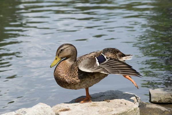 Canard colvert près de l'eau — Photo