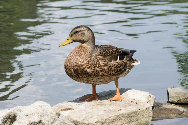 Canard colvert près de l'eau — Photo