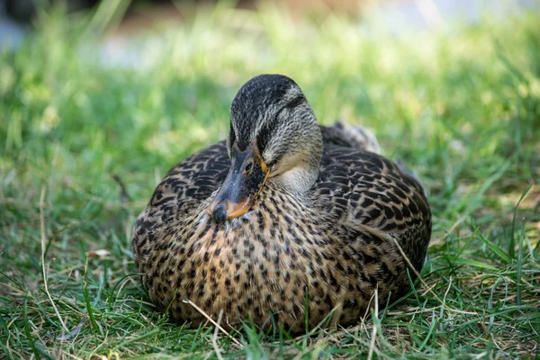 Gyönyörű kacsa a fűben. — Stock Fotó