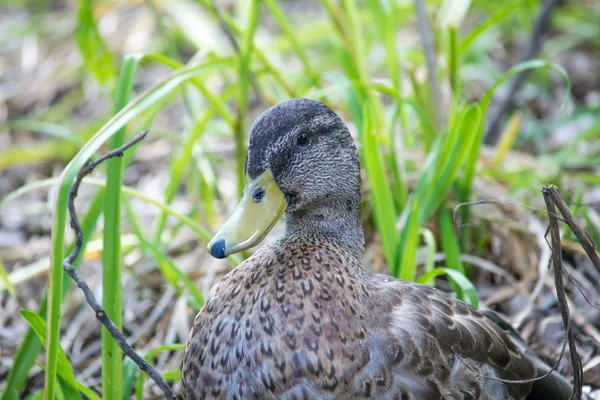 Όμορφη mallard πάπια προφίλ — Φωτογραφία Αρχείου