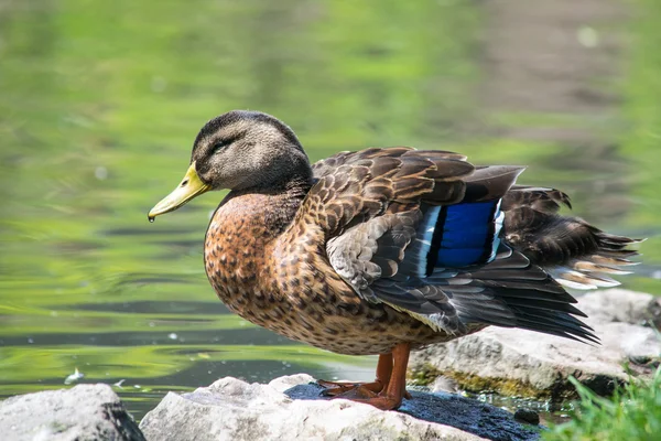 Marquage des ailes de colvert femelle — Photo