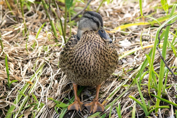 Canard colvert — Photo