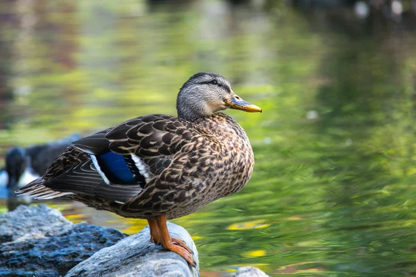 Női mallard egy sziklán — Stock Fotó