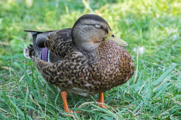 Vrouwelijke mallard lichaam — Stockfoto