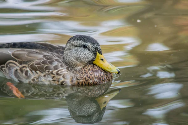 Joli canard dans l'eau — Photo