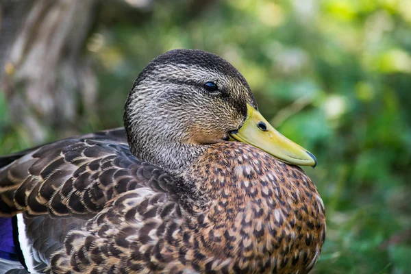 Γυναίκα mallard πάπια προφίλ — Φωτογραφία Αρχείου