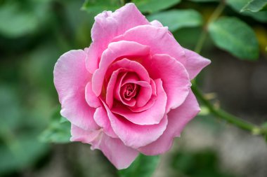 Güzel pembe çiçek gül