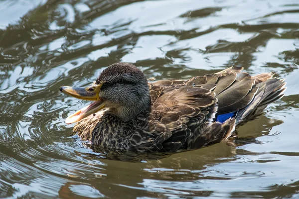 Kačer quack — Stock fotografie