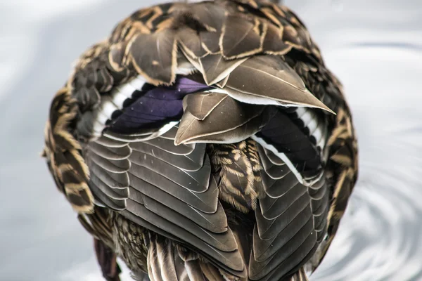 Vrouwelijke mallard doezelen merktekens — Stockfoto