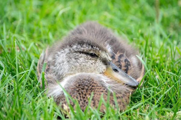 Bébé canard dans l'herbe — Photo