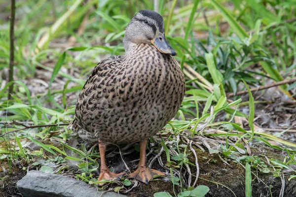 Canard colvert femelle profil — Photo