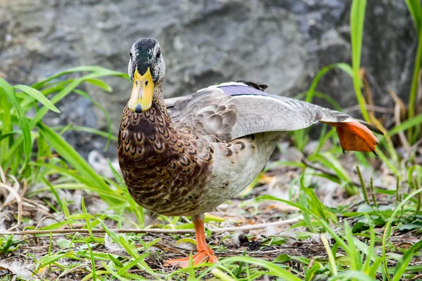 Kachna, vyvážení — Stock fotografie